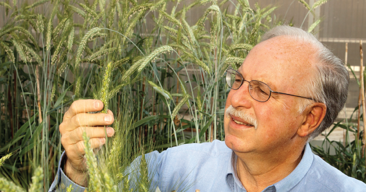 The New Dawn of Hybrid Wheat